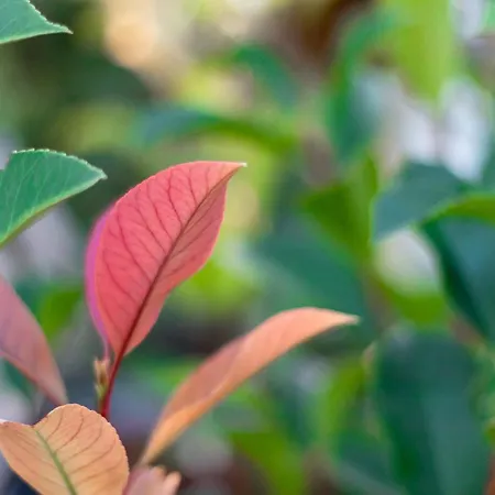 Pithea Luxury Living 度假居 Koróni